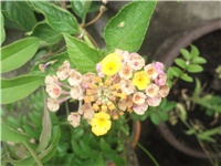 9bc118e9-Picture 013.jpg